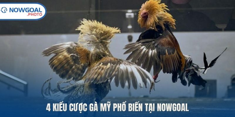 4 kiểu cược gà Mỹ phổ biến tại Nowgoal