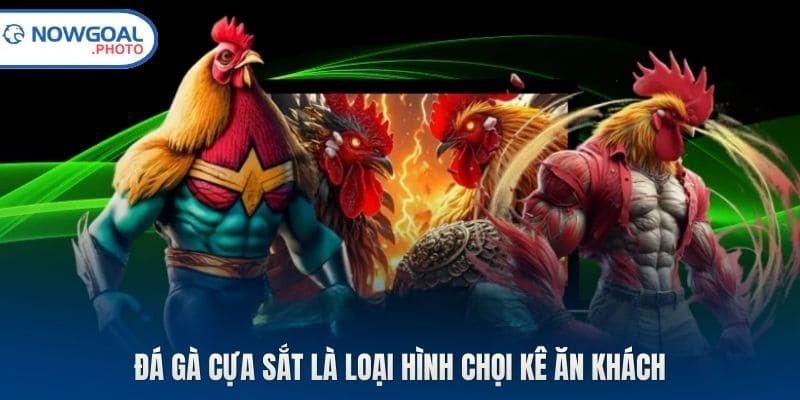 Đá gà cựa sắt là loại hình chọi kê ăn khách