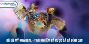 Đá Gà Mỹ Nowgoal – Trải Nghiệm Cá Cược Đá Gà Đỉnh Cao